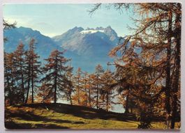 Forêt de mélèzes du Col des Planches s/Martigny