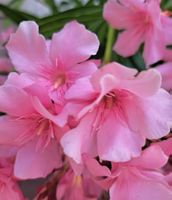 Oleander Jungpflanze, Madame Allen Rarität