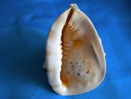Grosse Muschel 19x16 cm in Top Zustand