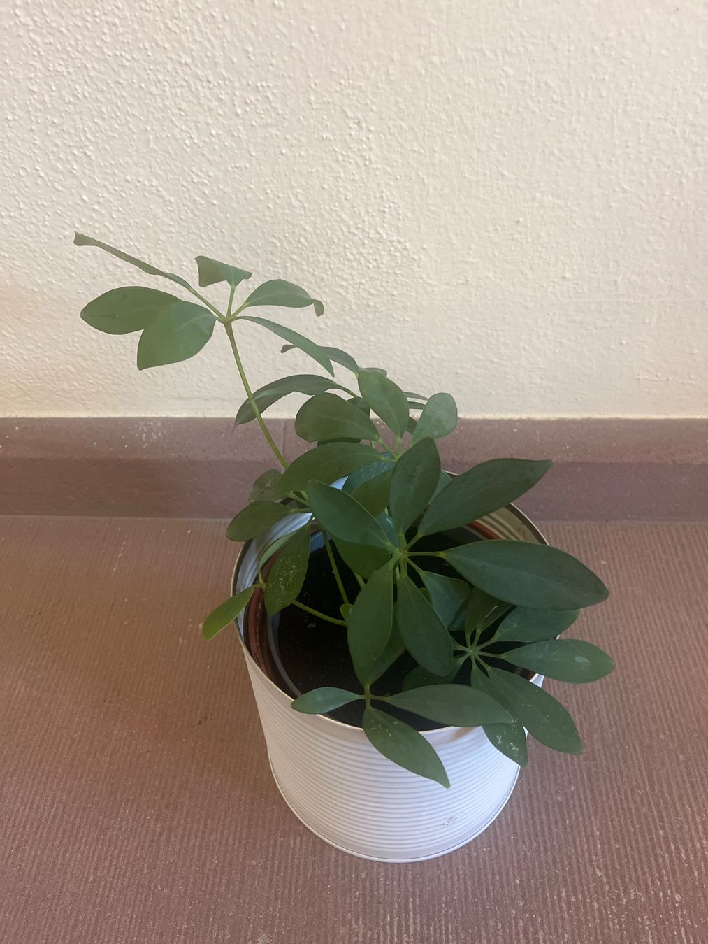 Pflanzen & Samen: Zimmerpflanze Schefflera im Blumentopf Metall – Neu (gemäss Beschreibung) aus Adliswil von mountain_star 1