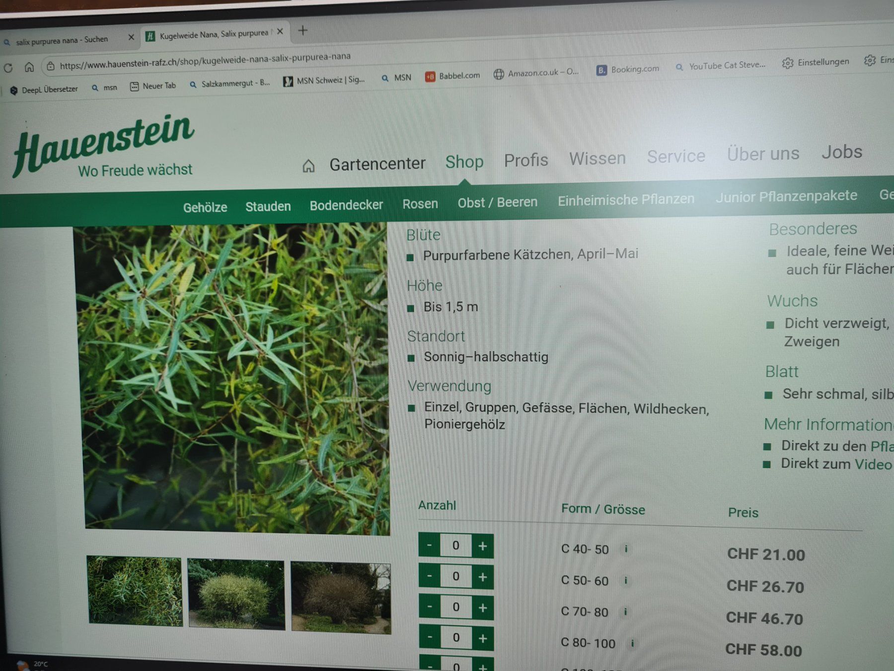 Piante & sementi: 6 Grosse ,Wunderschöne Salix Purpurea Nana – Usato da Rotkreuz venduto da Trojaner- 7