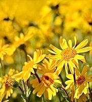Ab 6.- fr 5 Samen ARNICA MONTANA 10 Graines ARNICA MONTANA‪