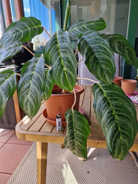Aglaonema Starshine Kolbenfaden  Zimmerpflanze Mit Silbergrnen Blttern,  30 Cm, Pflegeleicht Fr Wohnzimmer Und Bro Silbergraue Blattpflanze