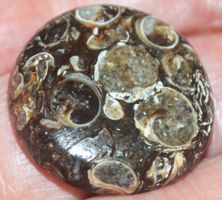 Cabochon L-826 – Turritella Achat Fossil
