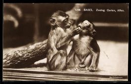 AK Basel, Zoologischer Garten, Kleine Affen füttern sich