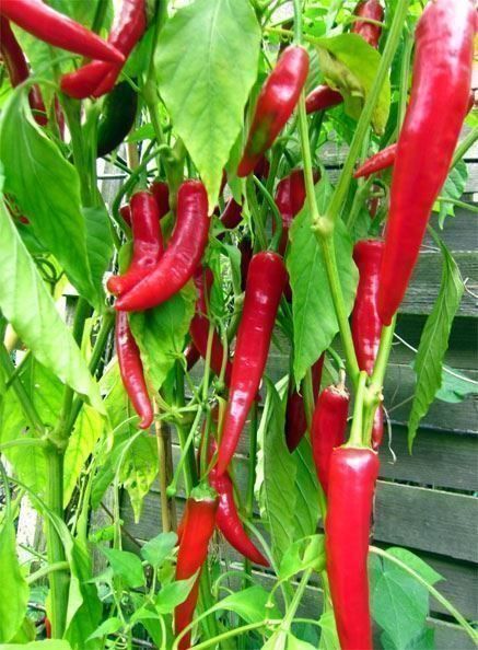 Pflanzen & Samen: 50 Samen Ziegenhorn Chili – Neu (gemäss Beschreibung) aus Ehrendingen von VerveinaSamen 2