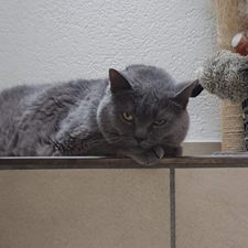 Profile image of chirogo