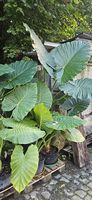 Alocasia macrorrhizos