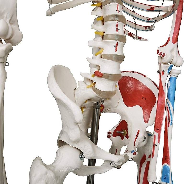 Kit di modellismo & Modellini statici: Menschliches Anatomie Skelett 181.5 cm – Nuovo e nell'imballaggio originale da Baar venduto da Laedeli24-Baar 3