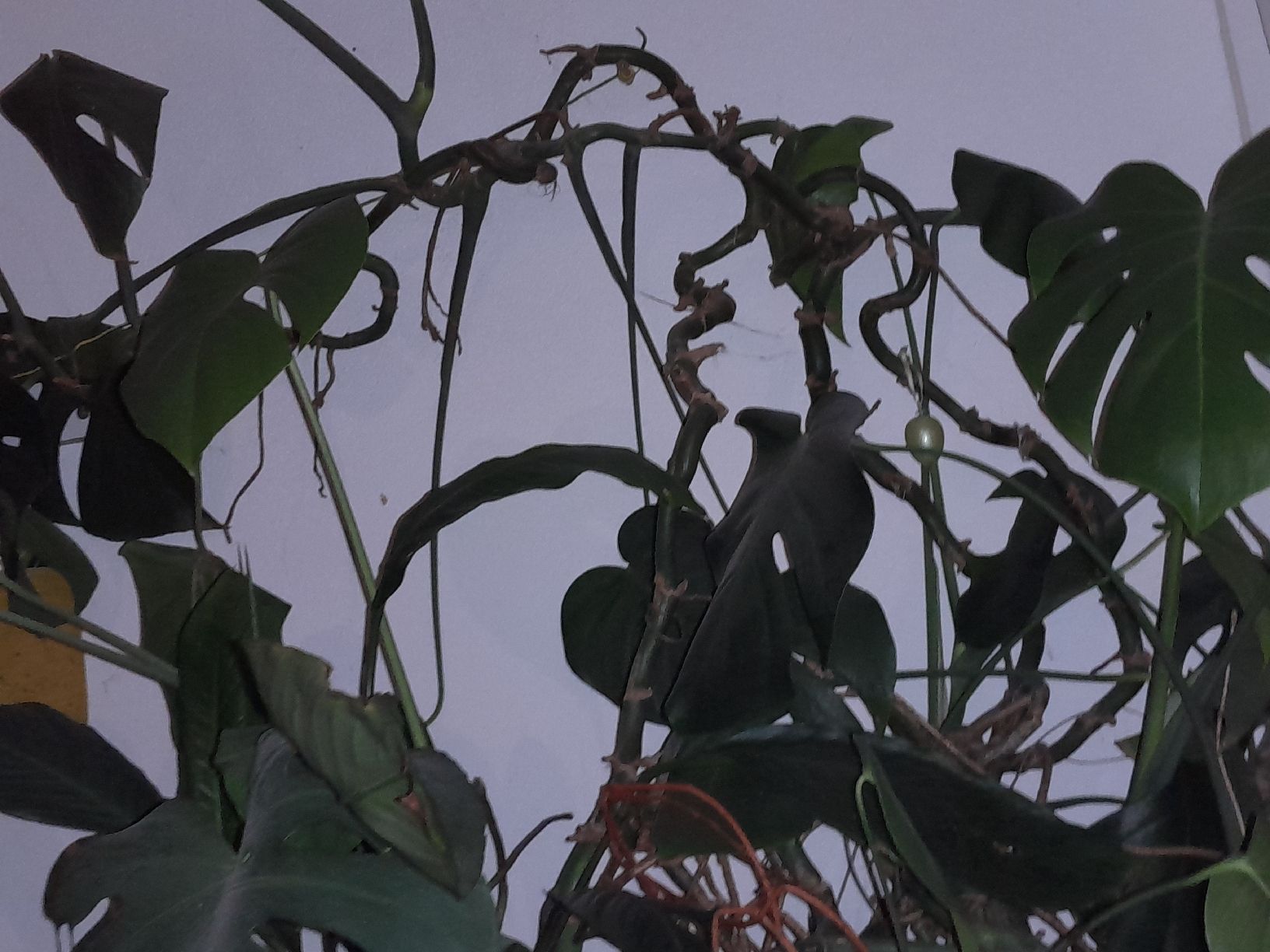 Piante & sementi: Monstera Deliciosa, pianta da interno robusta e sana – Usato da Carena venduto da bdi_dz9m