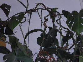 Monstera Deliciosa, pianta da interno robusta e sana