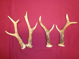 Reh, Geweihe, Trophäe, Horn, Dekoration, Jagd Abwurfstangen