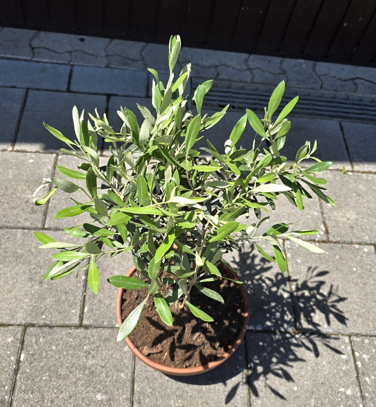 Piante & sementi: Olivenbaum in Schale  – Nuovo (secondo la descrizione) da Aarburg venduto da popkorn65 4