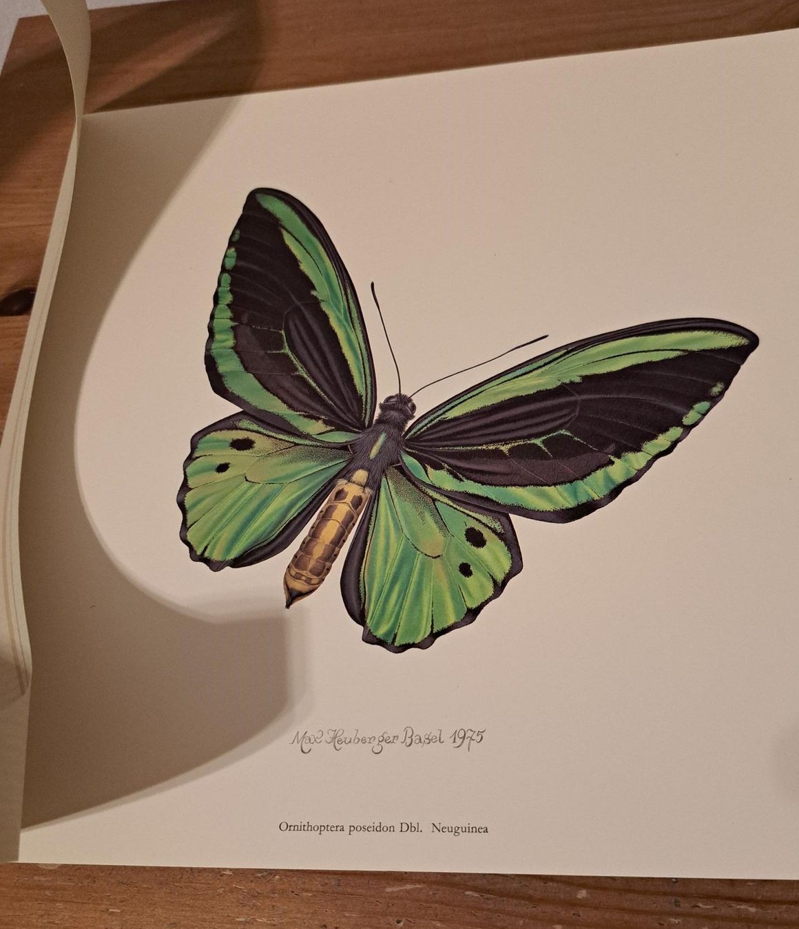 Poster & Bilder: Max Heuberger, Basel 1975, Schmetterling: Vogelfalter – Gebraucht aus Basel von Patiscat 2