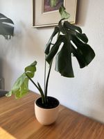 Monstera deliciosa – ca. 60 cm hoch 🌿
