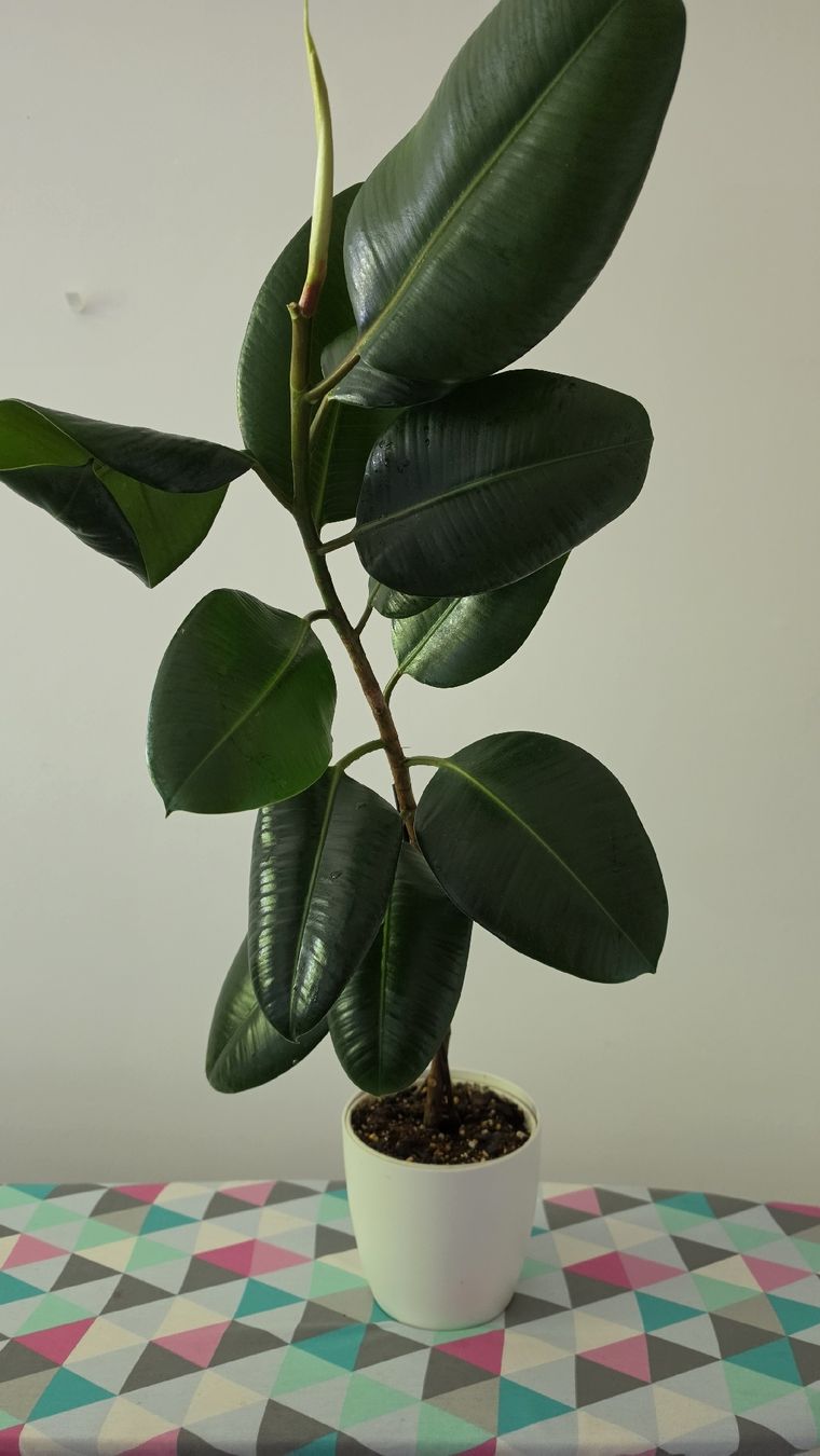 Plantes & graines: Gummibaum  – Neuf (Voir description) à Hausen am Albis par M.Kurz