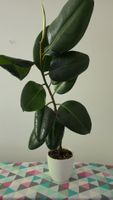 Gummibaum 