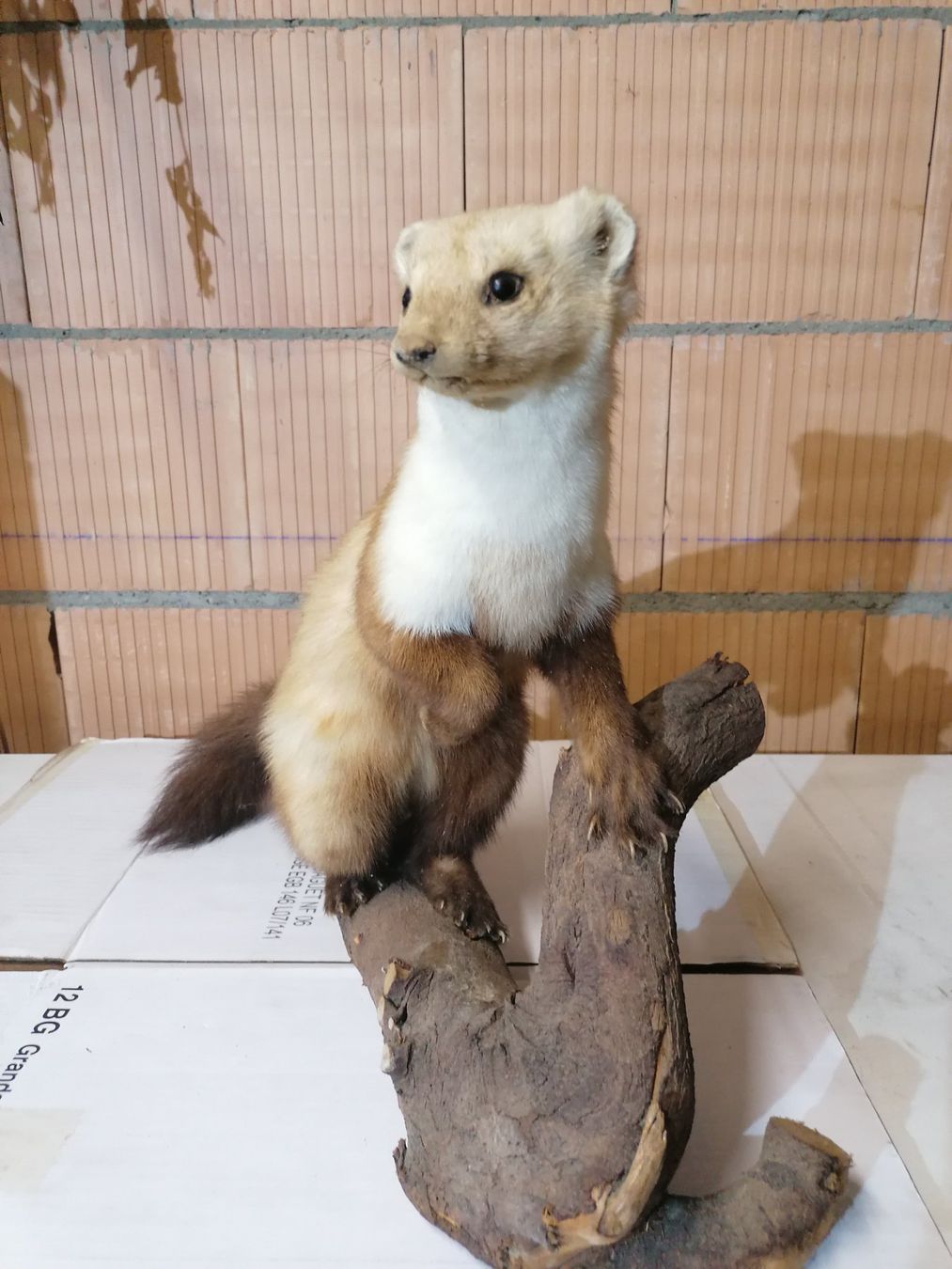 Il mondo degli animali: Fouine naturalisé – Usato da Cheyres venduto da Capitain 1