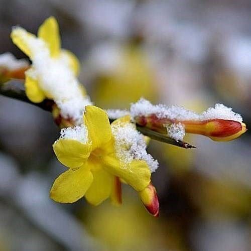 Piante & sementi: Jasmin d'hiver   2x   20-30cm – Nuovo e nell'imballaggio originale da Bremblens venduto da FIBONACCI369 3