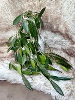 Hoya stoneana