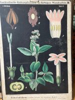 Schulwandbild Bildtafel Fieberrindenbaum