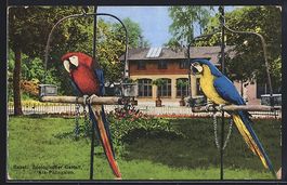 Basel, Zoologischer Garten, Ara-Papageie