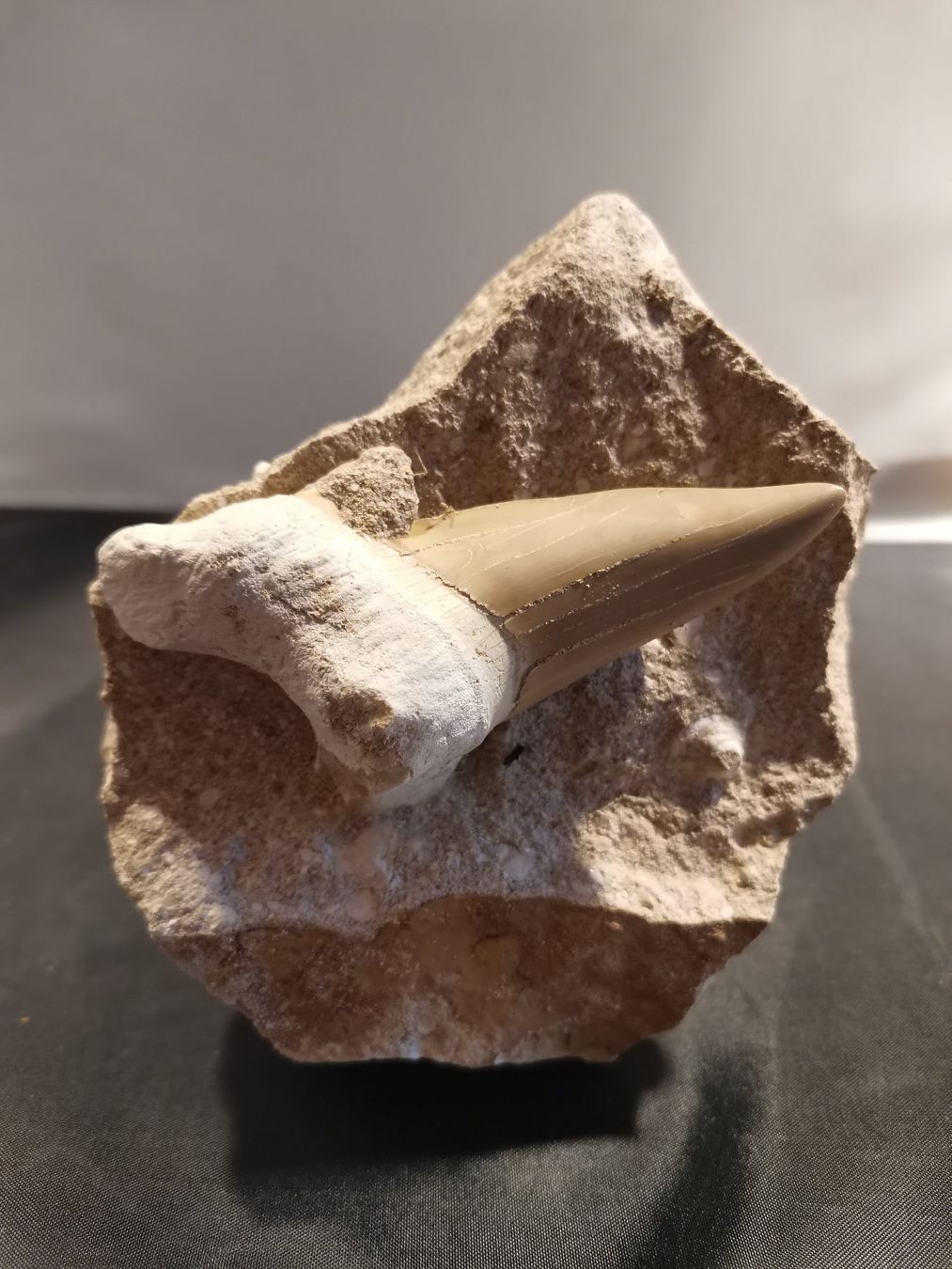 Fossilien: Haifischzahn in originaler Matrix – Neu (gemäss Beschreibung) aus Suhr von Brocki-Suhr
