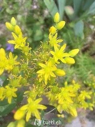 Vasi per fiori: Bepflanzte Lianen Tüte – Usato da Frauenfeld venduto da Irene.Schuppli 3