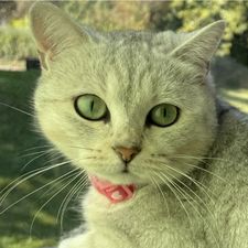 Profile image of Lazoglu