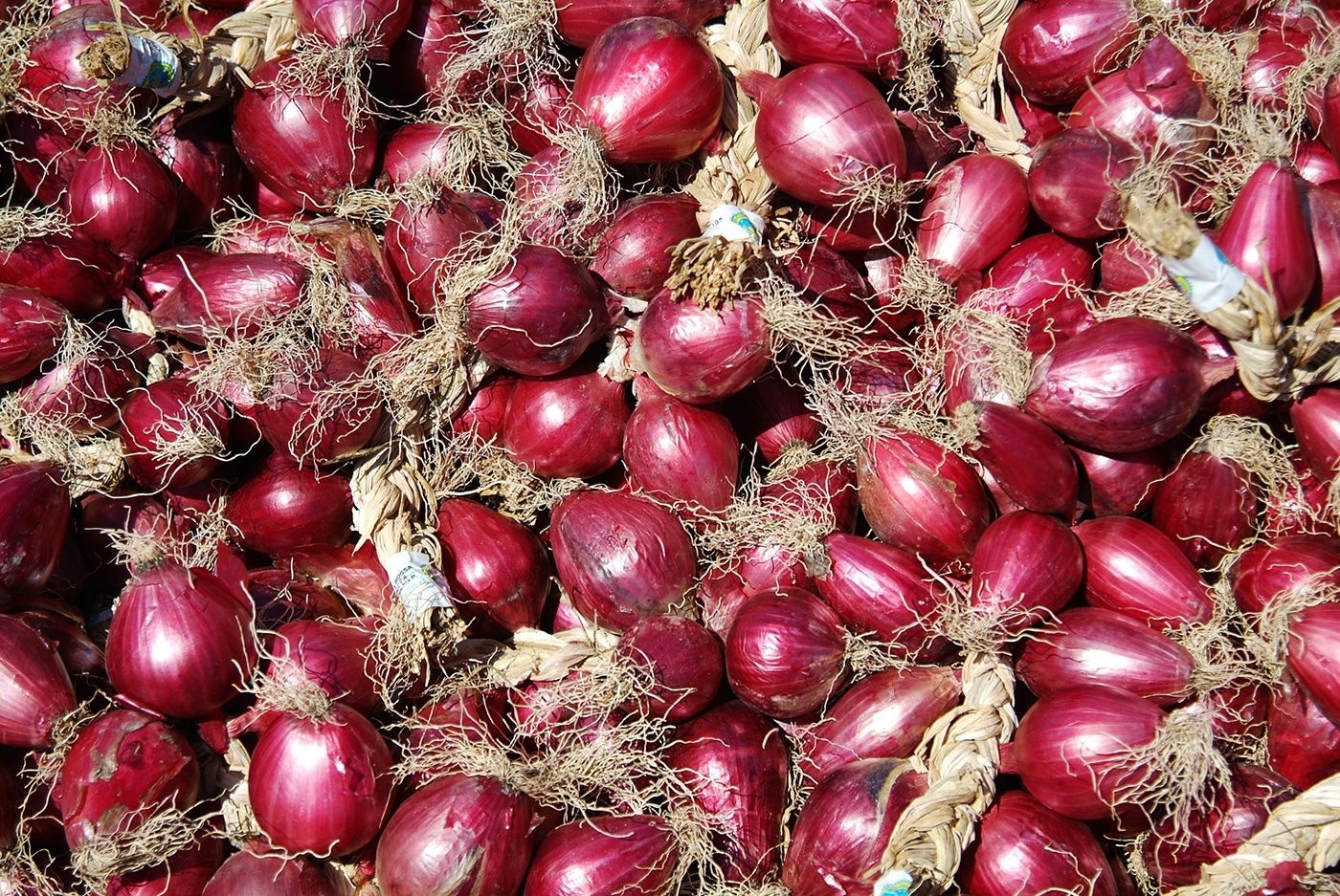 Pflanzen & Samen: 300 Samen Zwiebel ROSSA LUNGA DI FIRENZE – Neu (gemäss Beschreibung) aus Ehrendingen von VerveinaSamen 2