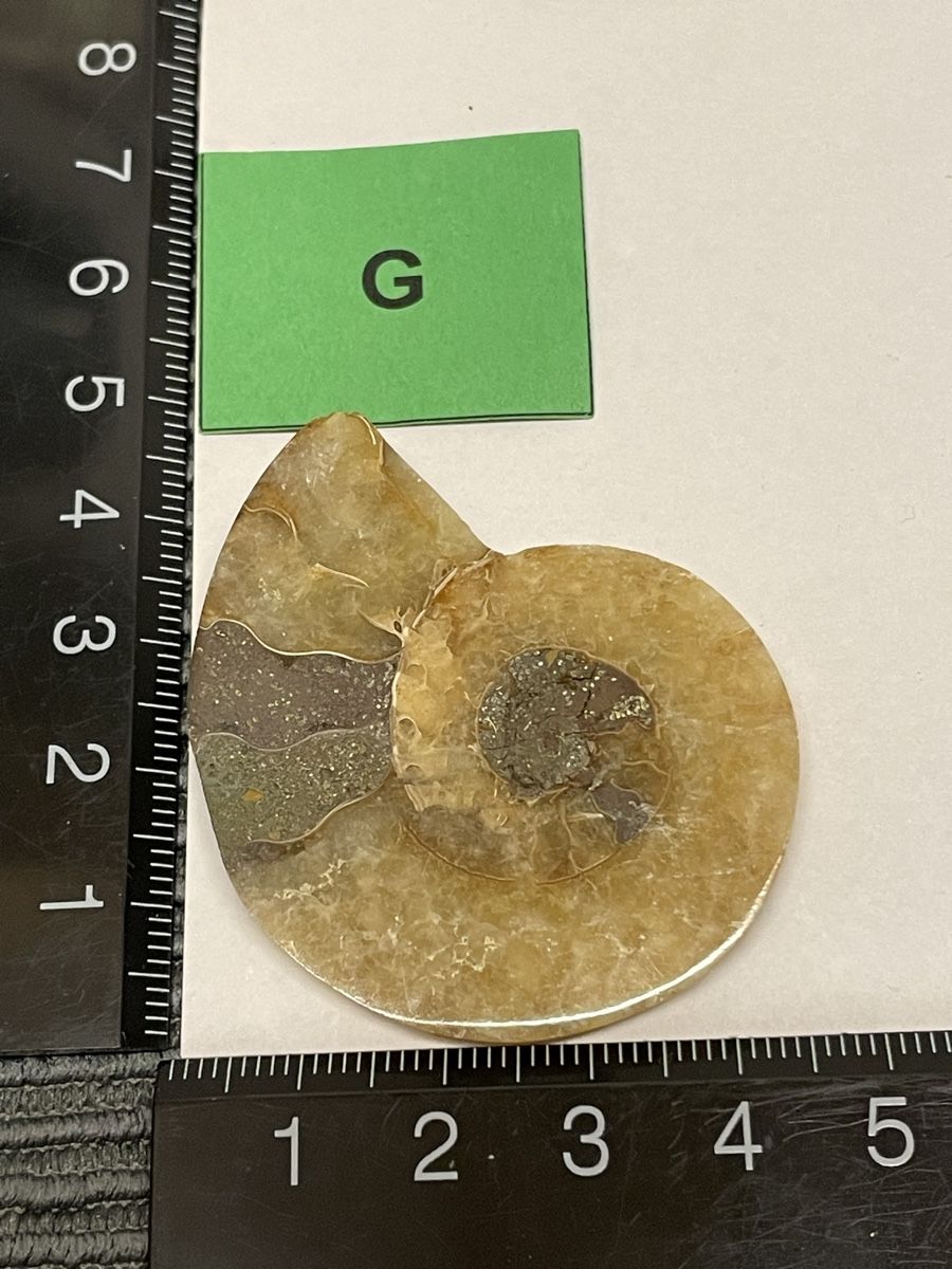 Fossilien: Ammomit Stein – Gebraucht aus Rümlang von euqinom16