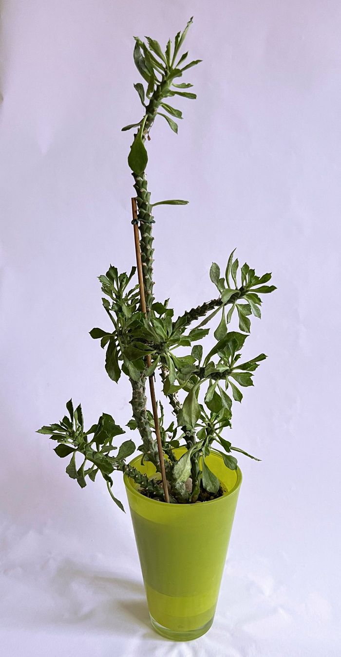 Piante & sementi: MONADENIUM GUENTHERI***** – Usato da Dübendorf venduto da Orchid18 2