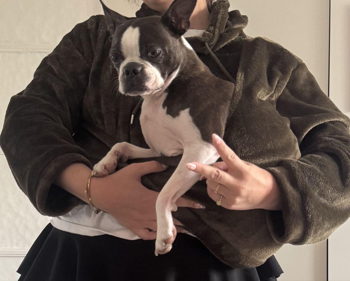 Pulls & Sweat-shirts: Kangaroo Pet Carrier Sweater – Neuf (Voir description) à Otelfingen par mar_sy7r