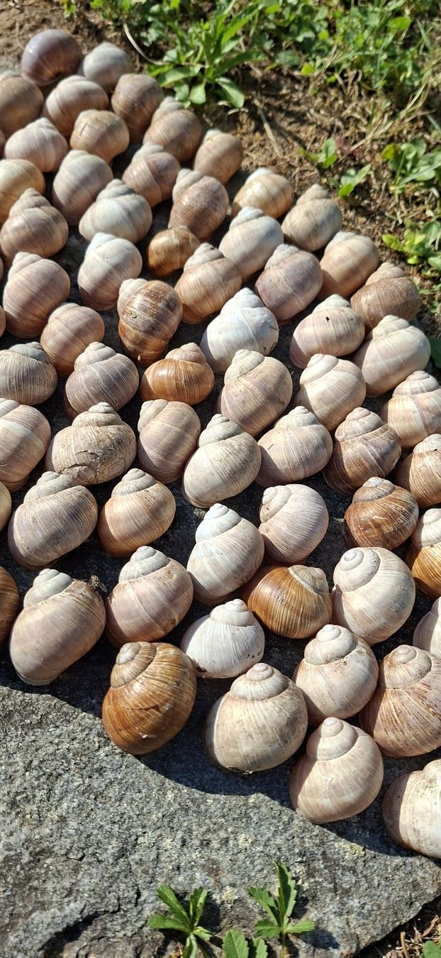 Alle Dekorationen: 66 grosse,echte Schneckenhäuser, – Neu (gemäss Beschreibung) aus Ebnat-Kappel von Zurk 4
