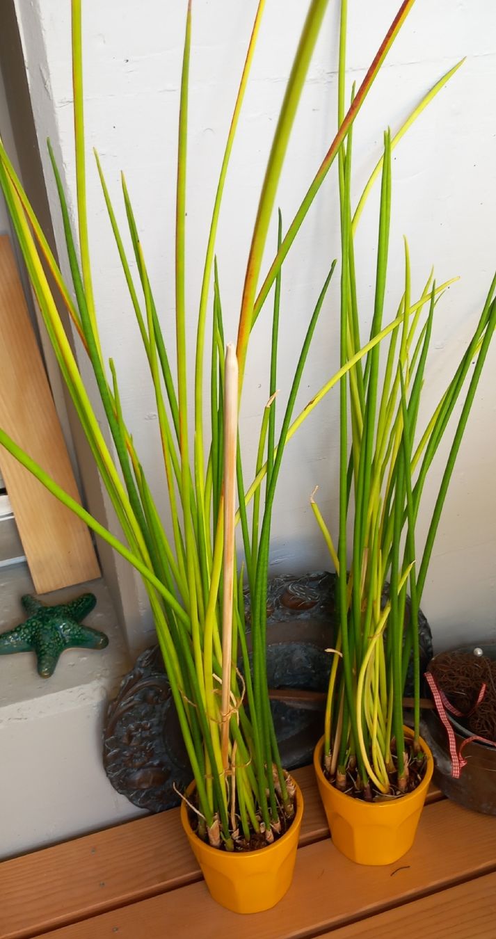 Piante & sementi: 2 Bogenhanf "Spaghetti", Sansevieria cylindrica – Usato da Nebikon venduto da els_f7zm