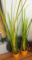 2 Bogenhanf "Spaghetti", Sansevieria cylindrica