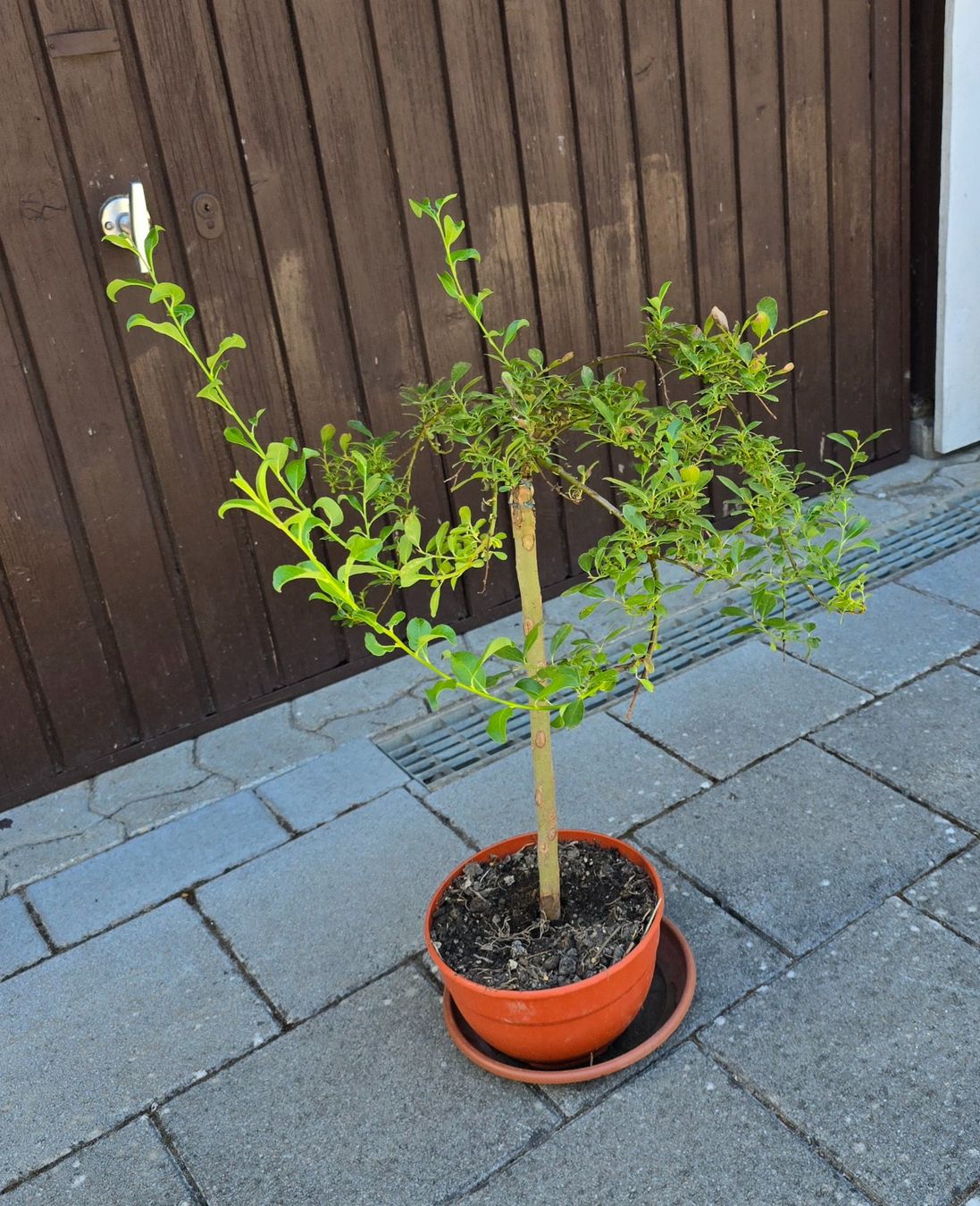 Piante & sementi: Zwerg-Weide (Salix arbuscula) – Usato da Aarburg venduto da popkorn65 3