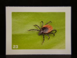 MIGROS MANIA Nature Detectives Nr. 23
