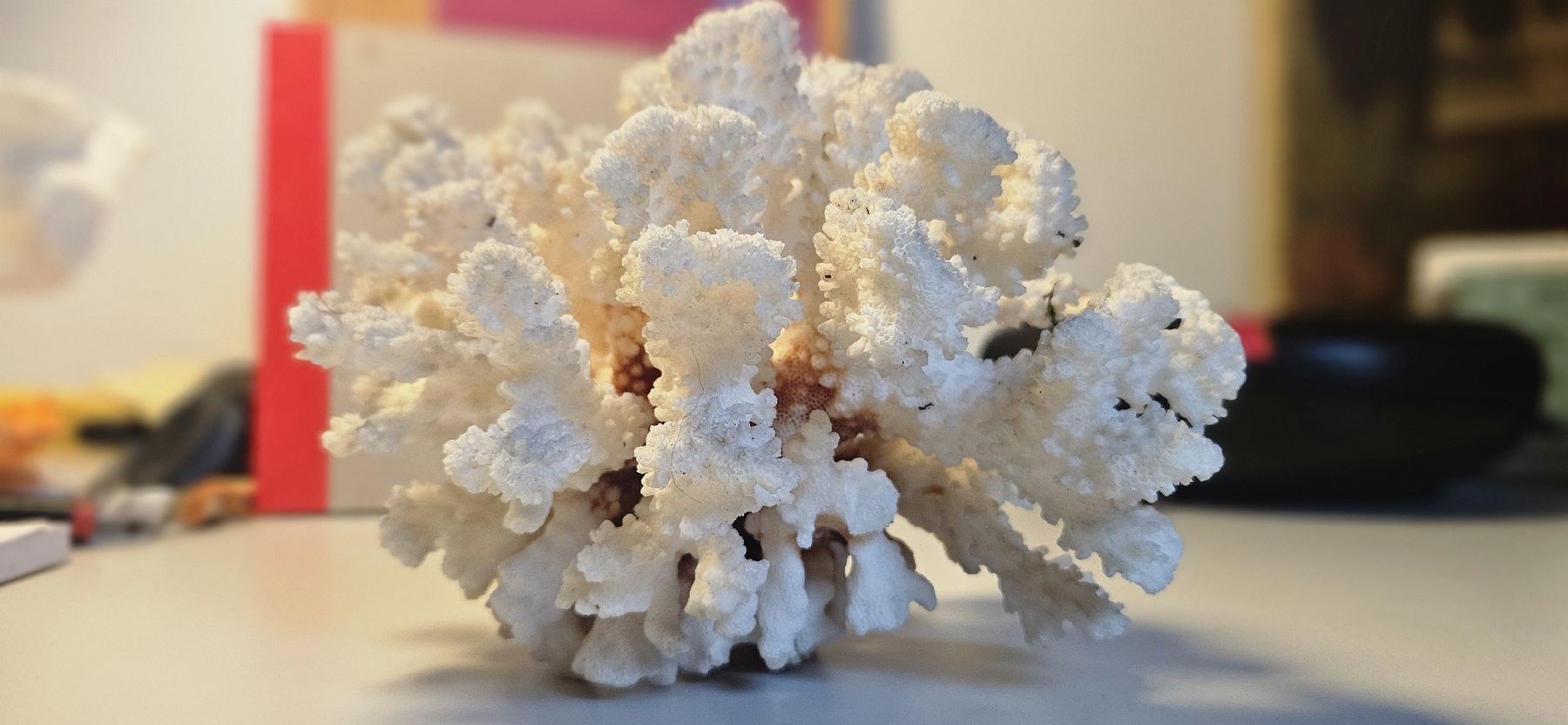Fossili: Echte Koralle, Steinkoralle  – Usato da Belp venduto da Ginus85 7