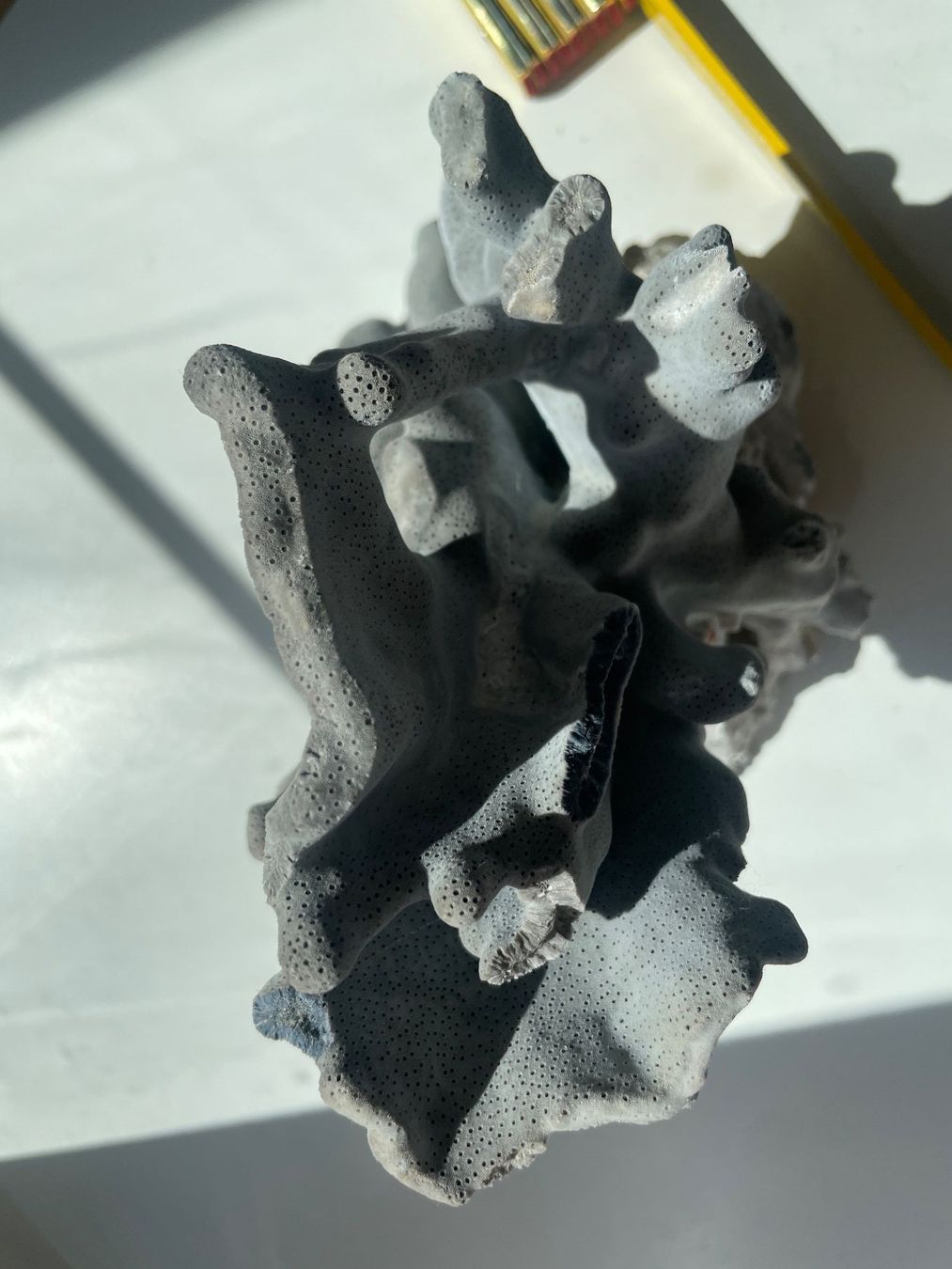 Fossili: Koralle blau – Nuovo (secondo la descrizione) da Winkel venduto da cma_df88 2