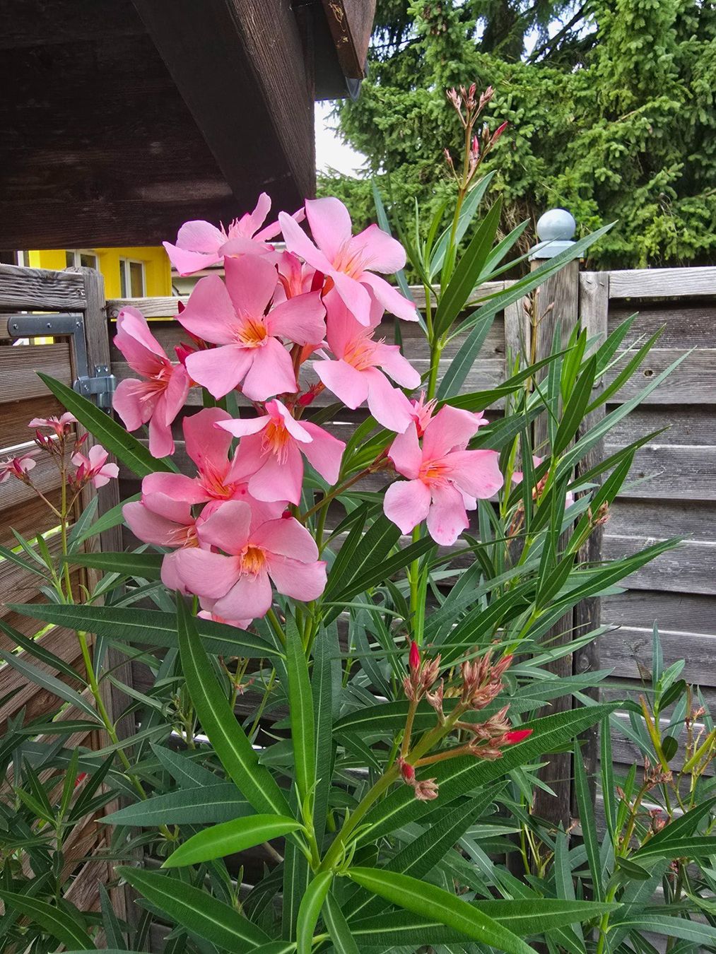 Pflanzen & Samen: Schöner Oleander Hochstamm hellrosa – Gebraucht aus Aarburg von popkorn65