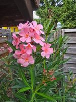 Schöner Oleander Hochstamm hellrosa