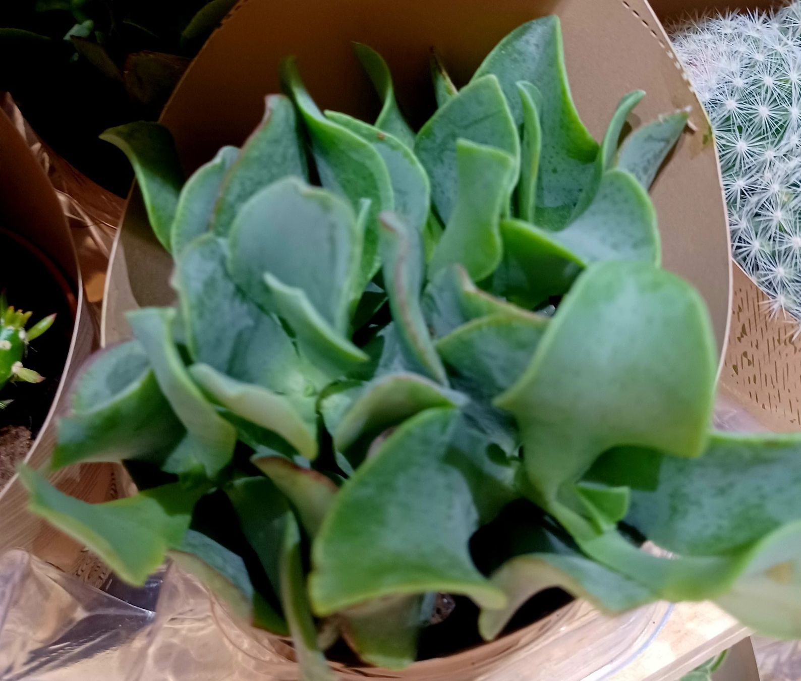 Piante & sementi: Sukkulente 15 cm – Nuovo e nell'imballaggio originale da Rovio venduto da POSITIFFARTandPLANTS 1