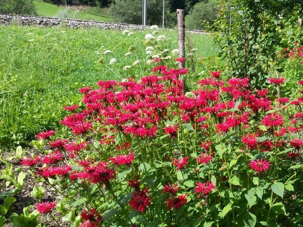 Cibi & Specialità: Goldmelissenblüten, Beutel mit 20 g – Nuovo (secondo la descrizione) da Wiggen venduto da lilitim