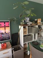 Avocado Tree Plant in Pot Indoor Plant Home Decor 50cm