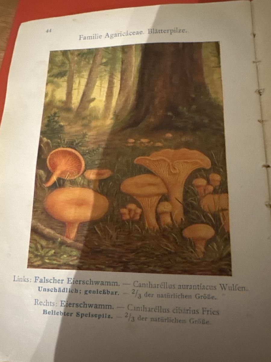 Libri: Gift-und Speisepilze L. Klein – Usato da S. Antonino venduto da Swissbutler 2