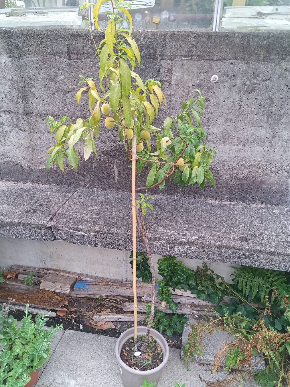 Plantes & graines: Aromatischer 🍑 1.60 hoch – D'occasion à Zug par SirGoldFish 5