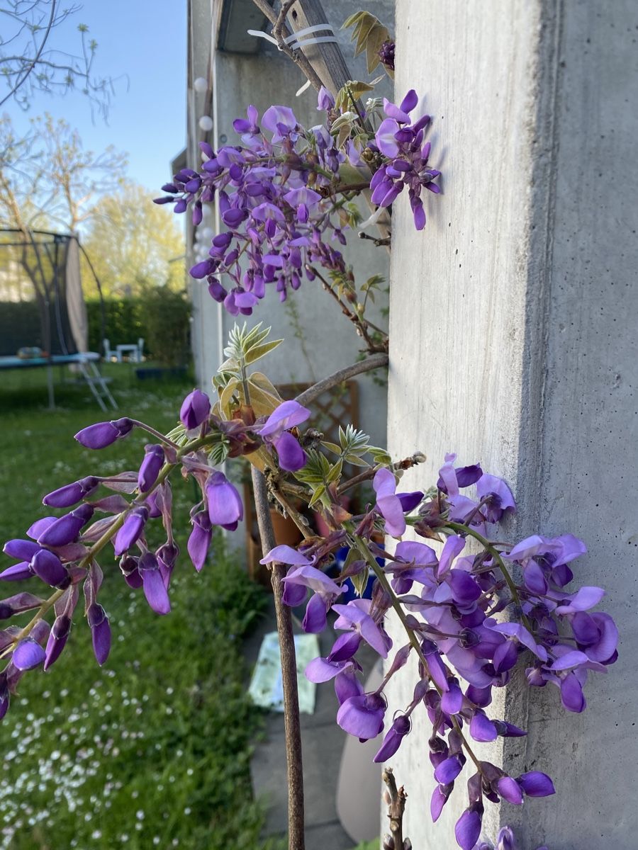 Piante & sementi: Japanische Wisteria  – Usato da Urtenen- Schönbühl venduto da windowshopper 1