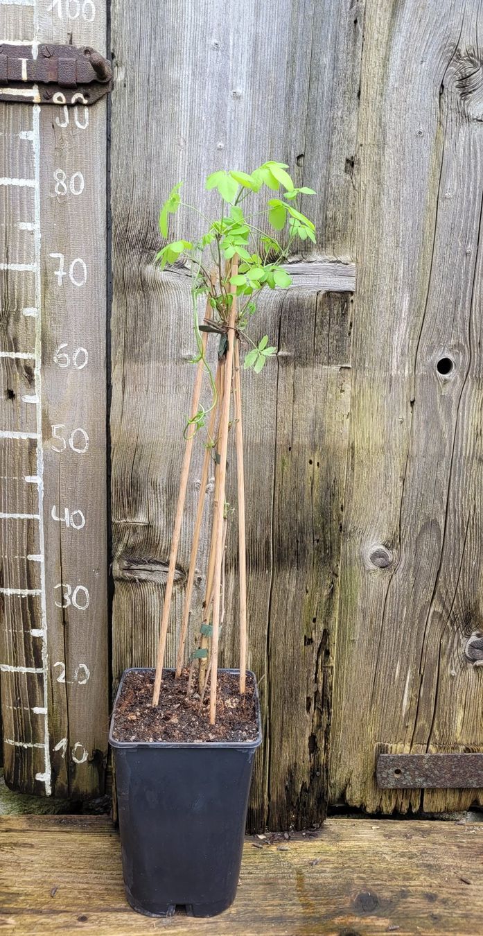 Pflanzen & Samen: Akebia Quinata – Gebraucht aus St.Erhard von  3