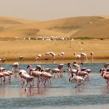 Profile image of Flamingo33